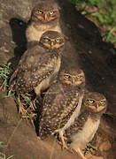 Burrowing Owl