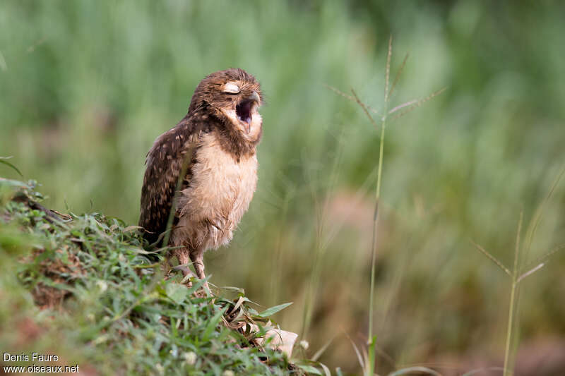 Burrowing Owljuvenile, Behaviour