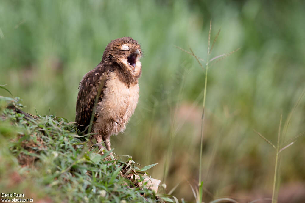 Burrowing Owljuvenile, Behaviour