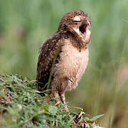 Burrowing Owl