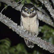 Spectacled Owl