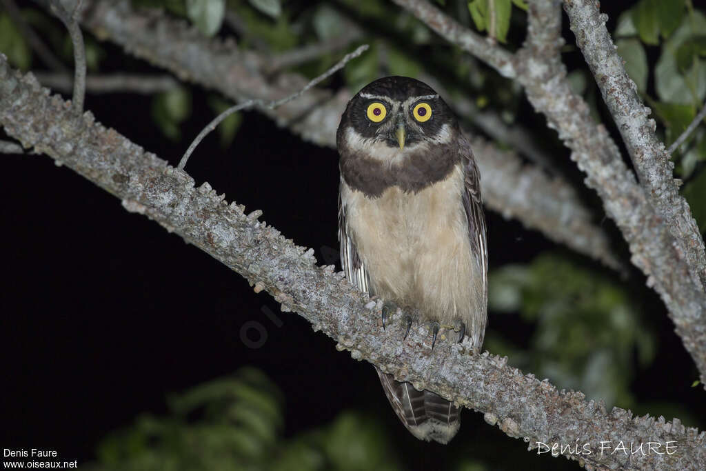 Spectacled Owladult, identification