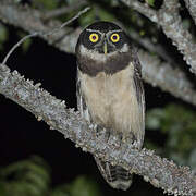 Spectacled Owl