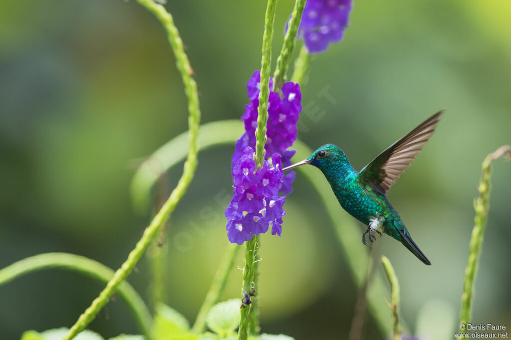 Colibri à menton bleu mâle adulte