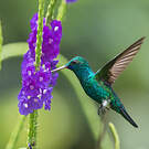 Colibri à menton bleu
