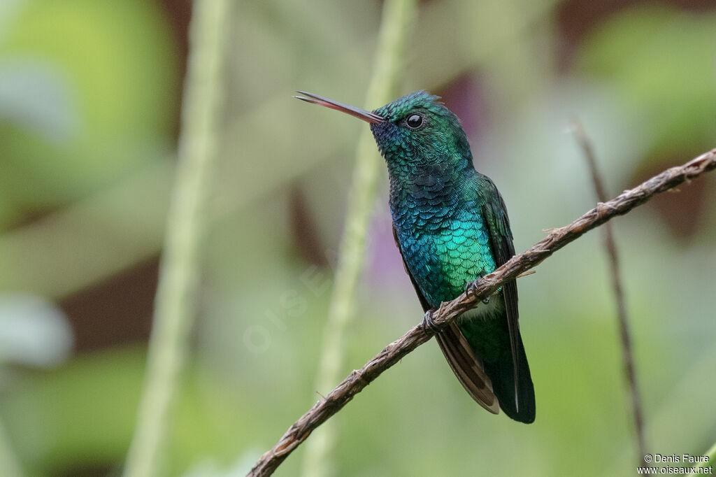 Blue-chinned Sapphire male adult