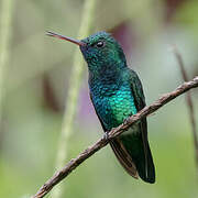 Blue-chinned Sapphire