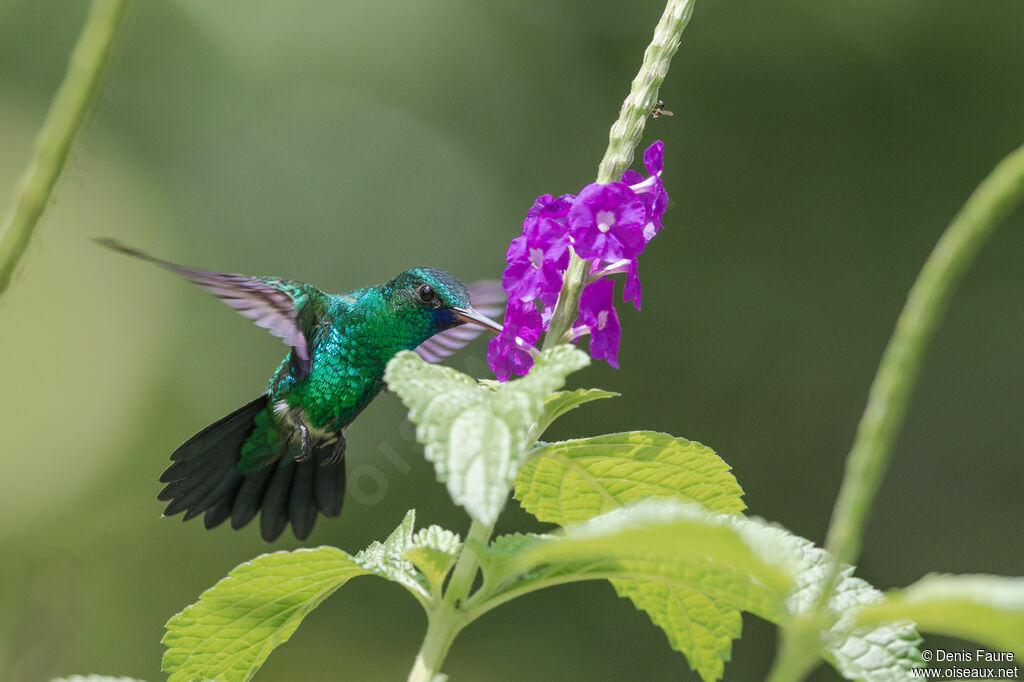 Colibri à menton bleu