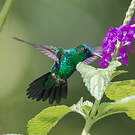 Colibri à menton bleu