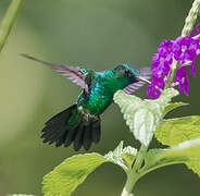 Colibri à menton bleu