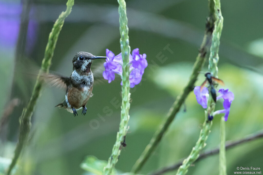 Colibri améthyste