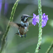 Colibri améthyste