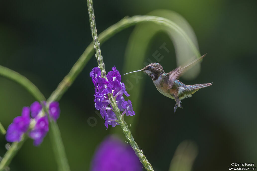 Colibri améthyste