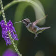 Colibri améthyste