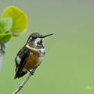 Colibri améthyste