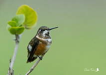 Colibri améthyste