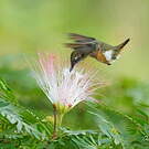 Colibri améthyste