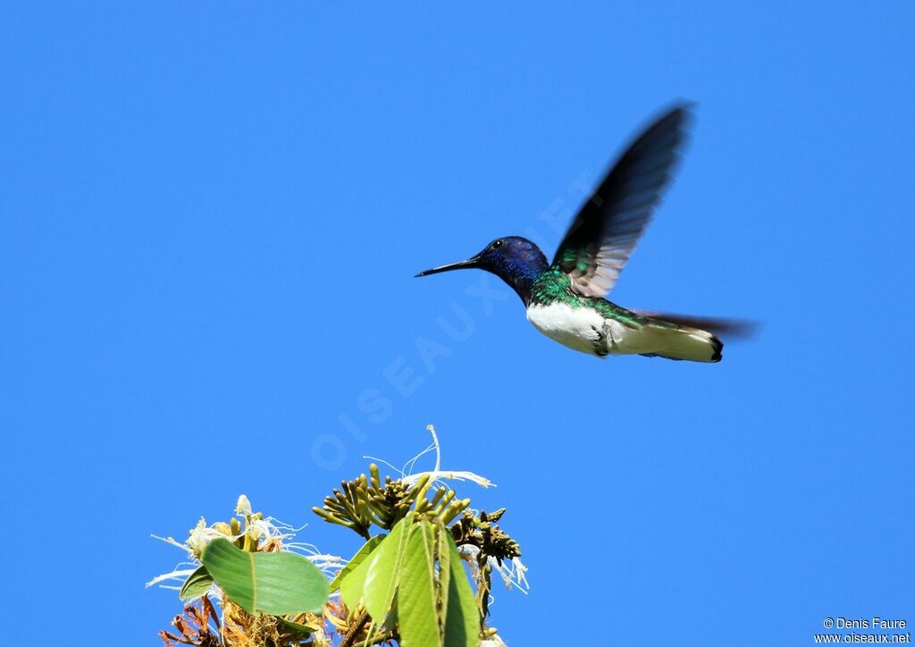 White-necked Jacobin