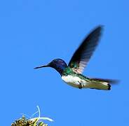 White-necked Jacobin