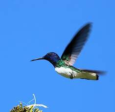 Colibri jacobin