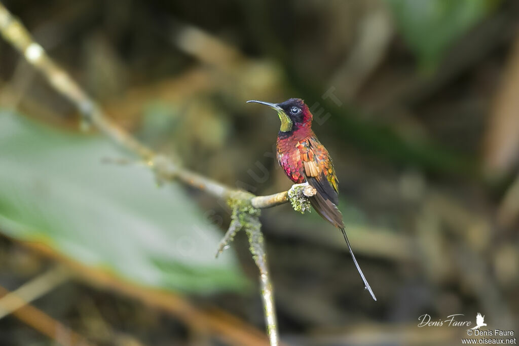 Colibri topaze mâle adulte