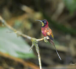 Colibri topaze