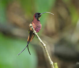 Colibri topaze