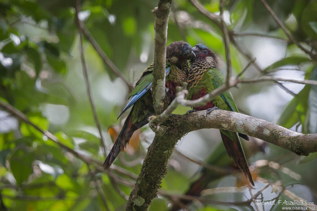 Conure versicoloreadulte