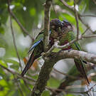Conure versicolore