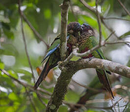 Conure versicolore