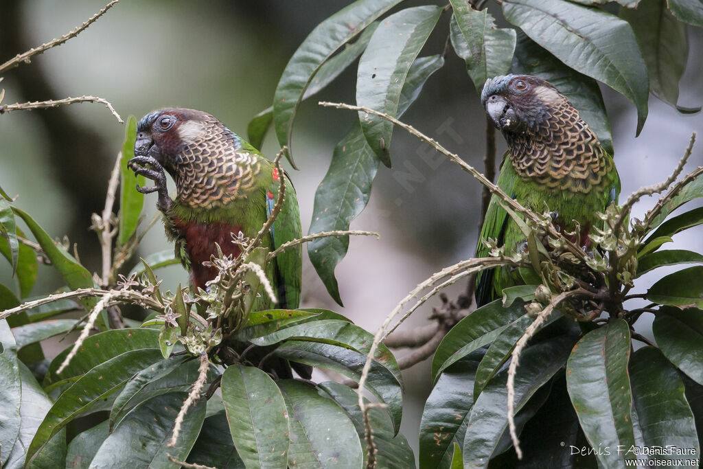 Conure versicoloreadulte