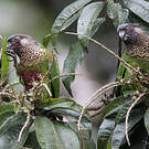 Conure versicolore