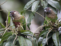 Conure versicolore