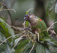 Conure versicolore