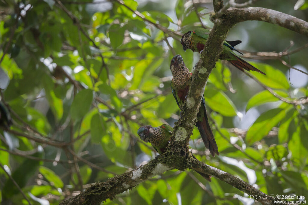 Conure versicoloreadulte