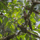 Conure versicolore