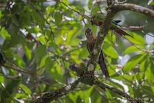 Conure versicolore