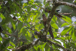 Conure versicolore