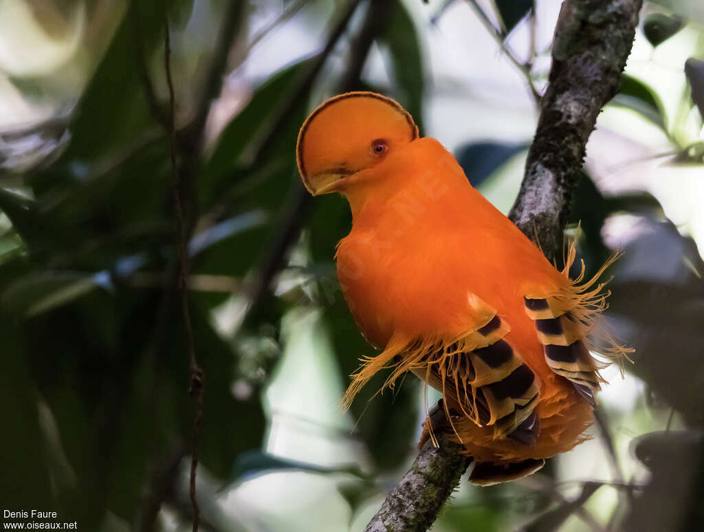 Coq-de-roche orange mâle adulte, identification