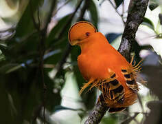 Coq-de-roche orange