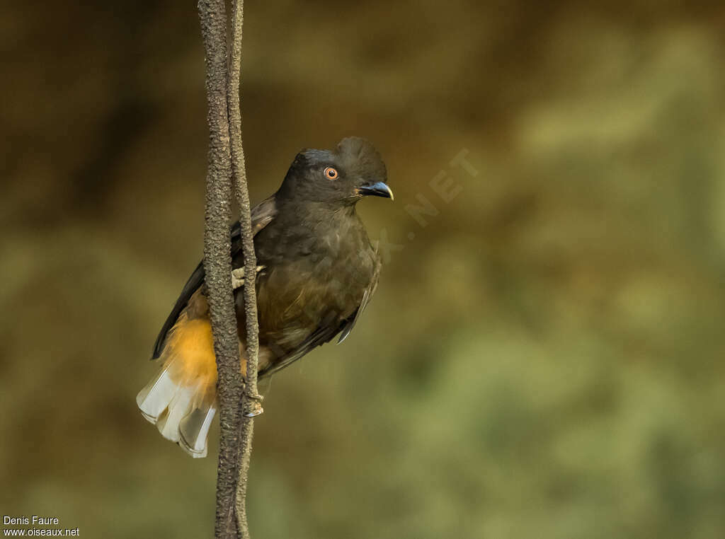 Guianan Cock-of-the-rock female adult, identification