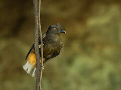 Coq-de-roche orange