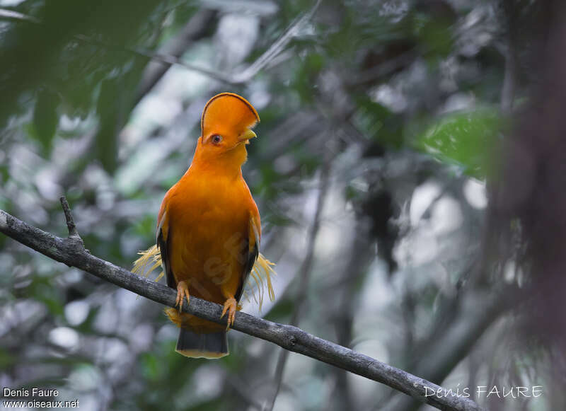 Coq-de-roche orange mâle adulte nuptial, habitat, pigmentation, parade, chant