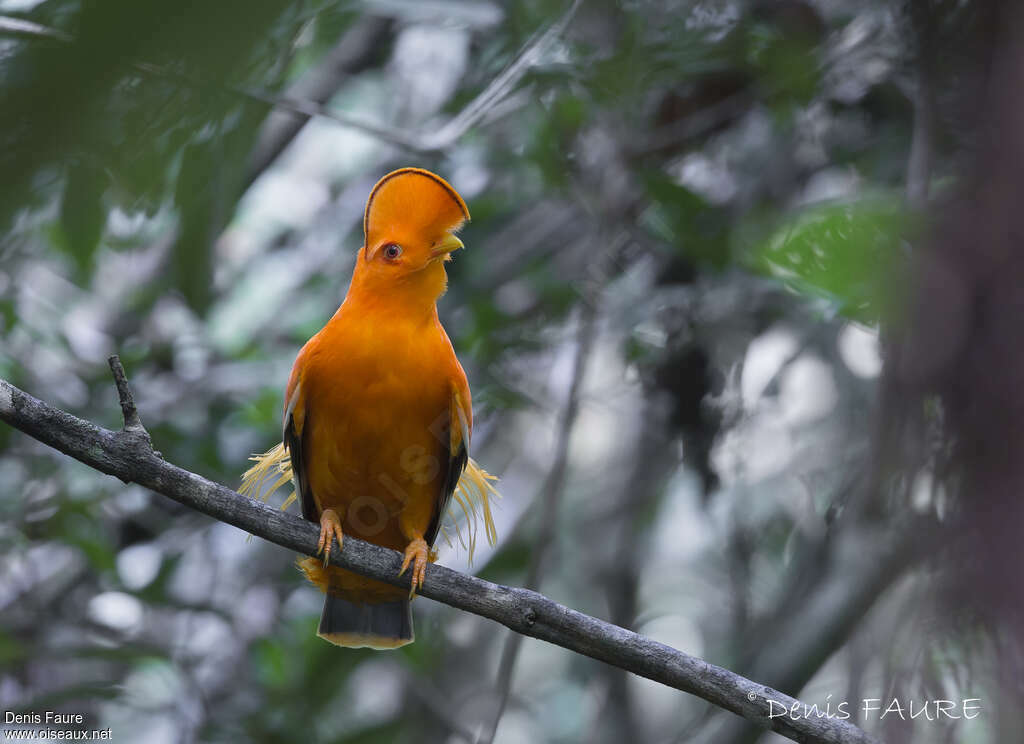 Guianan Cock-of-the-rock male adult breeding, habitat, pigmentation, courting display, song