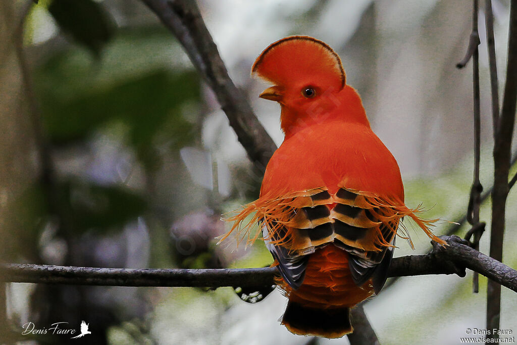 Guianan Cock-of-the-rockadult breeding, courting display