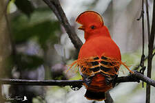 Coq-de-roche orange