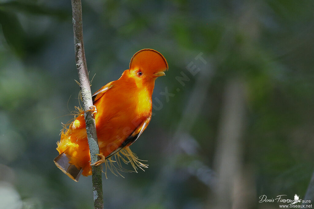 Coq-de-roche orange mâle adulte nuptial, parade