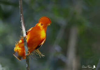 Coq-de-roche orange