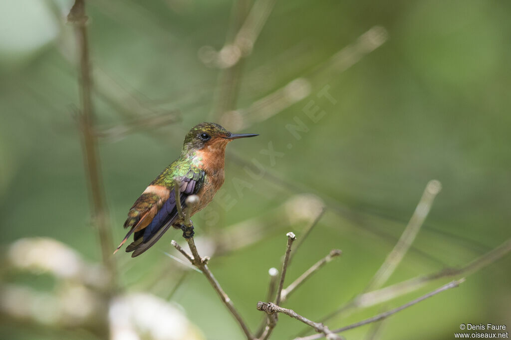 Tufted Coquette