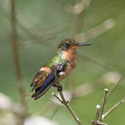 Tufted Coquette